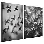 Impression sur toile modulaire Collage représentant des oiseaux en plein vol